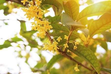 桂花圖片|桂花图片